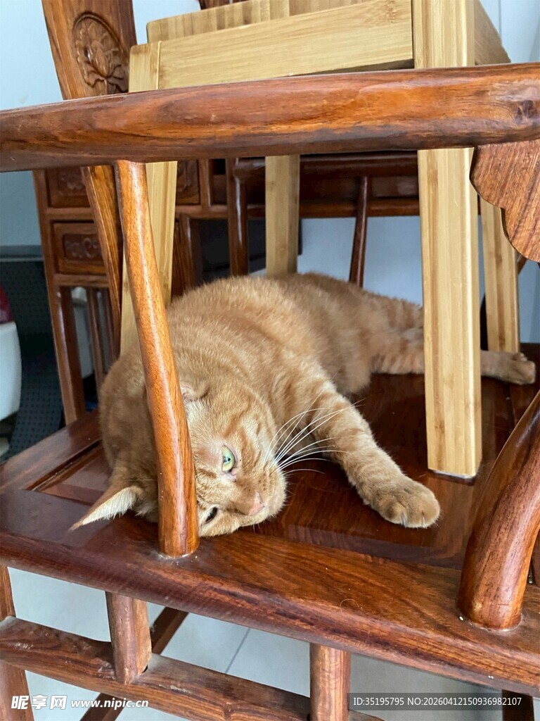 猫咪惬意躺卧于木架下