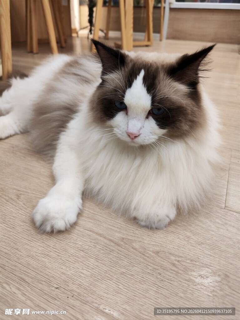 慵懒布偶猫惬意躺地板