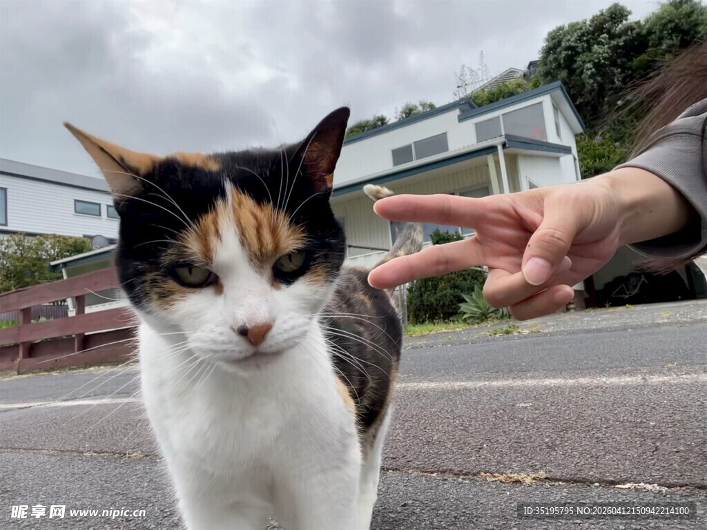 人与三色猫互动瞬间