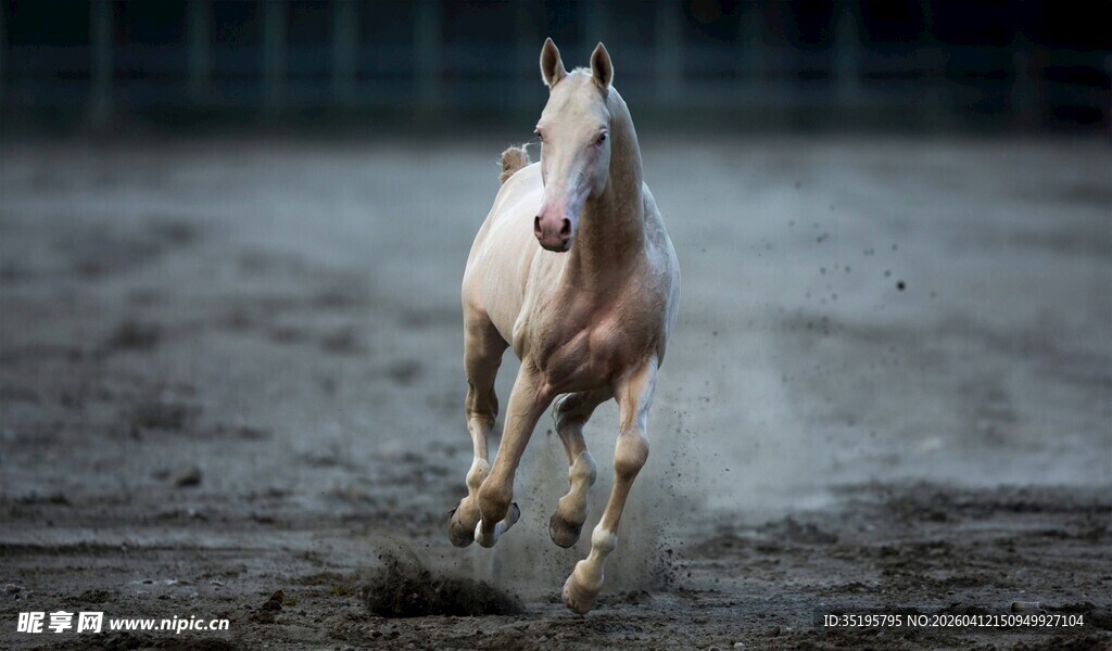 奔腾骏马扬起尘土