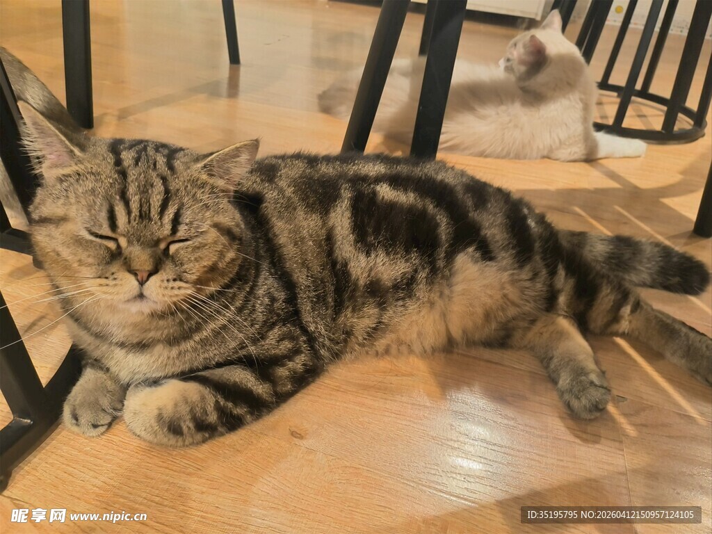 慵懒猫咪惬意躺木地板上