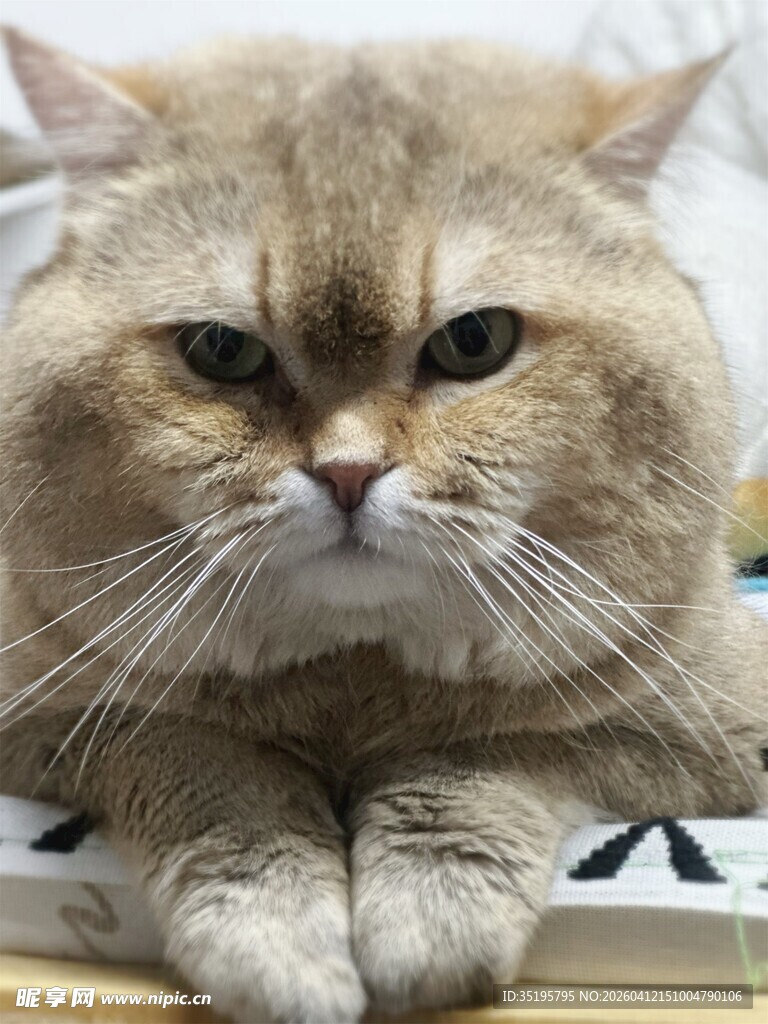 霸气金渐层猫咪趴卧