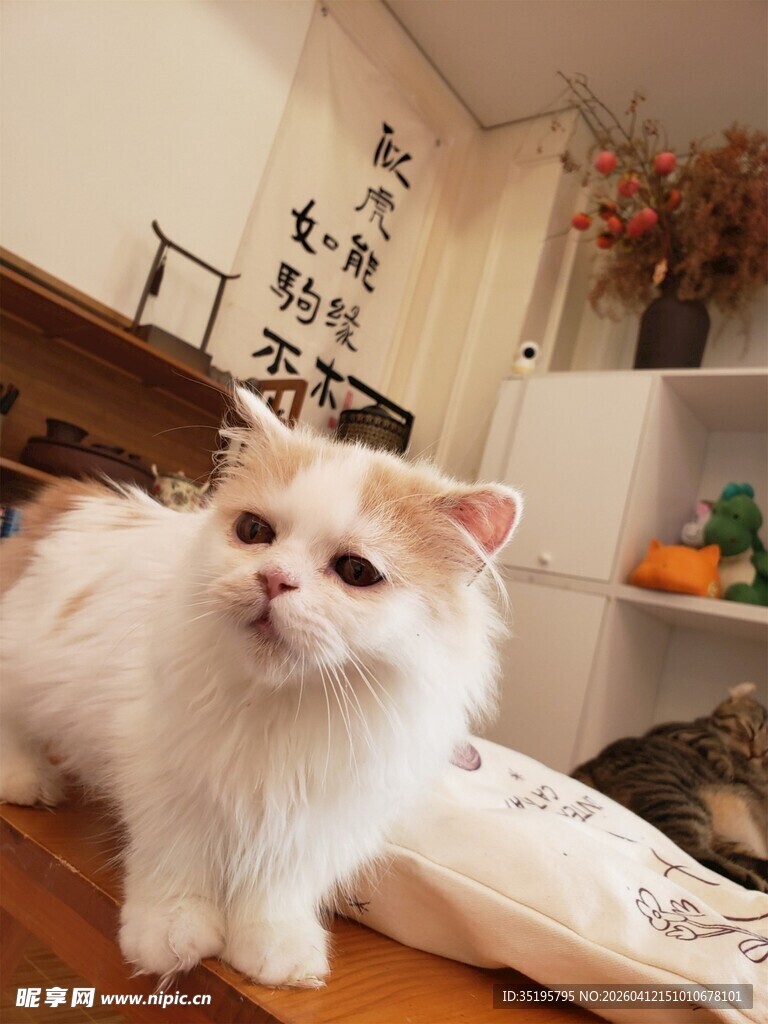 可爱萌宠猫咪室内模样