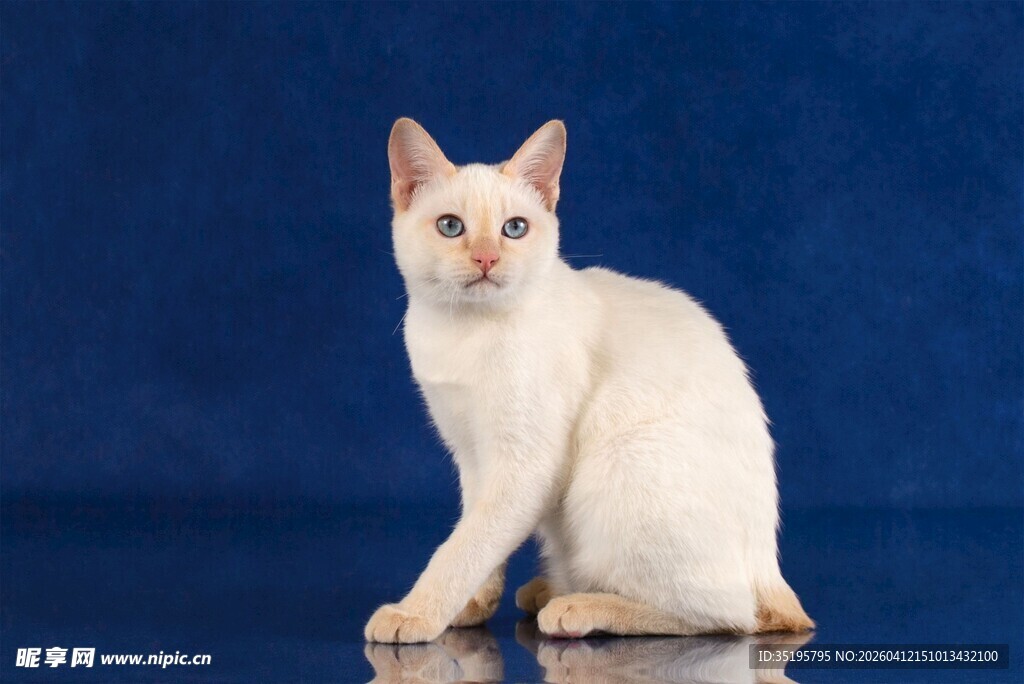 白色猫咪优雅端坐