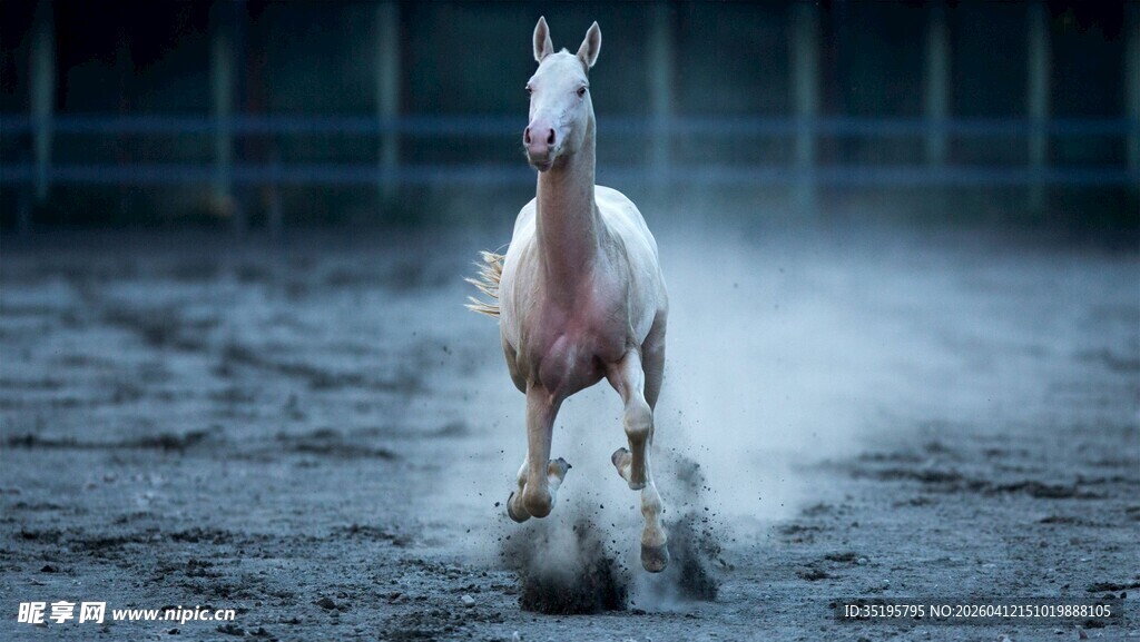 白马奔腾于旷野
