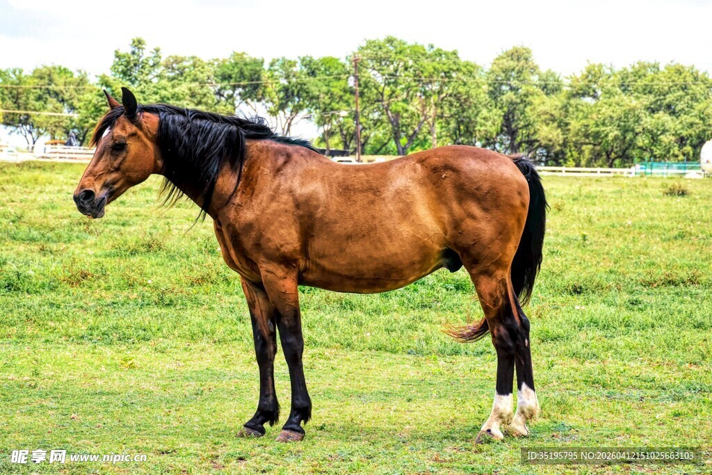 草原上的健硕骏马