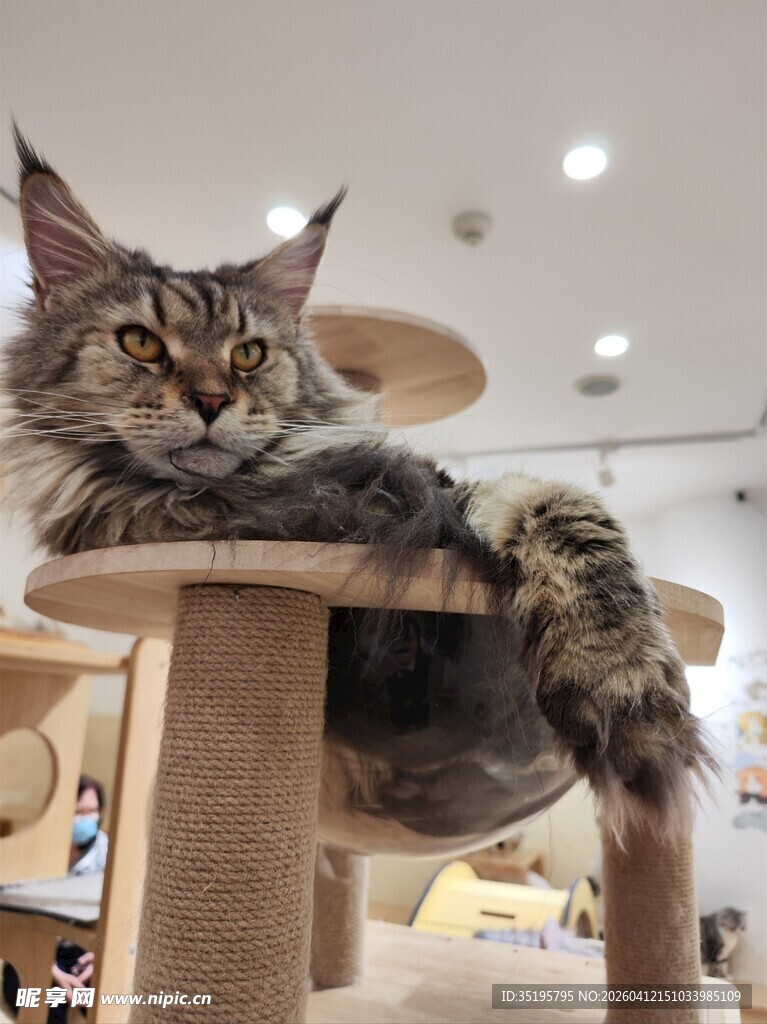 缅因猫惬意趴猫爬架