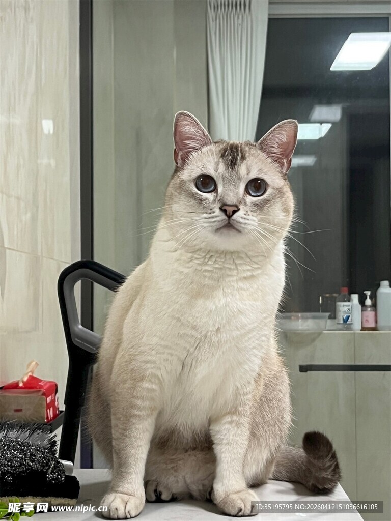 端坐的可爱猫咪