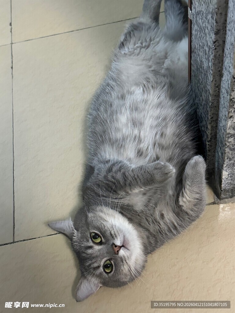 躺地卖萌的灰色猫咪