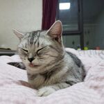 惬意猫咪躺于柔软床铺