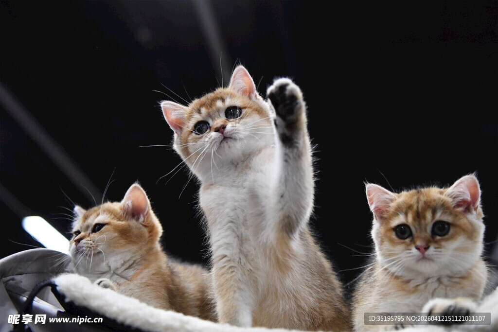 三只萌猫好奇张望