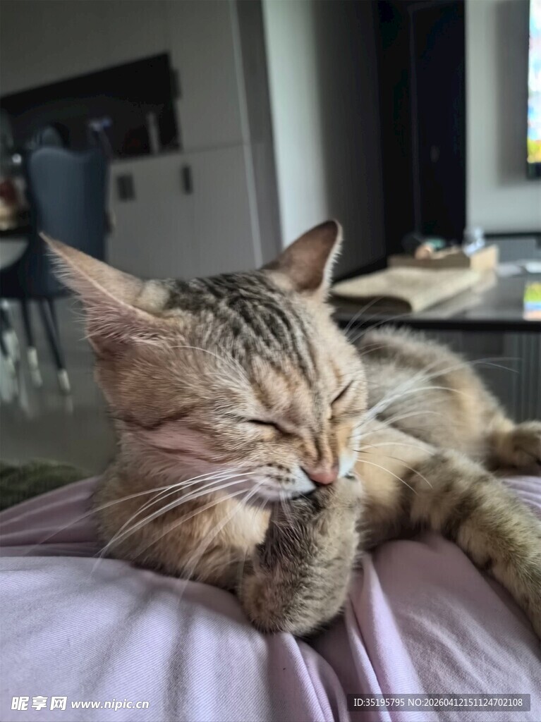 酣睡中的可爱猫咪