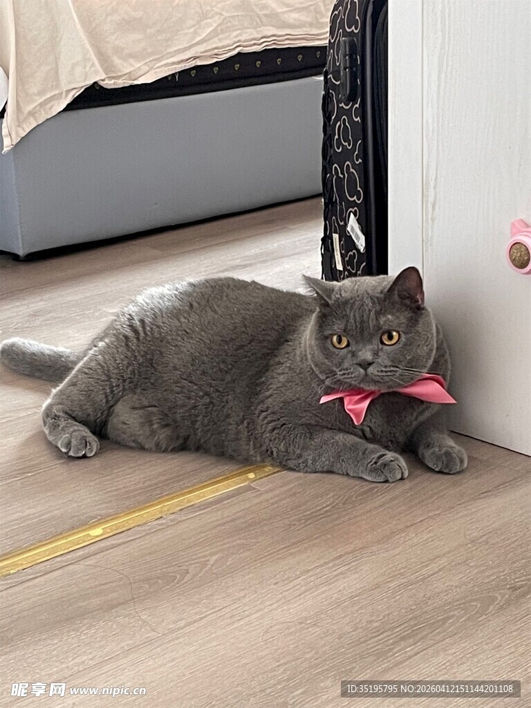 系红领结的灰猫惬意躺地