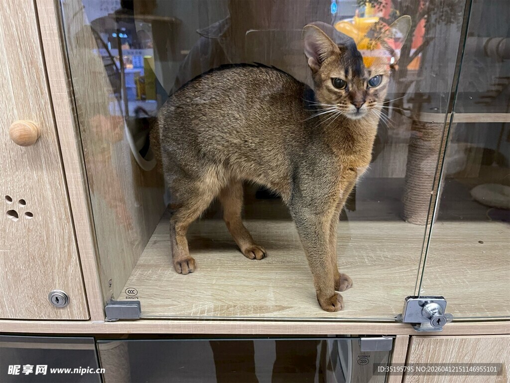 柜台上的可爱猫咪