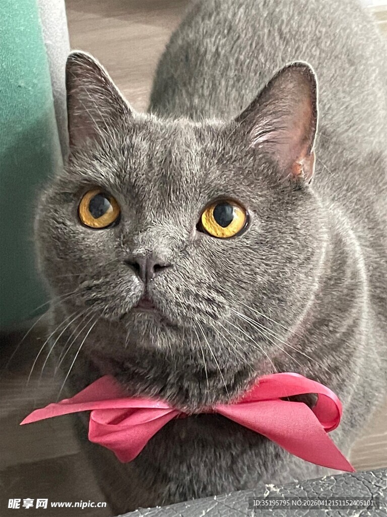 系粉蝴蝶结的灰猫
