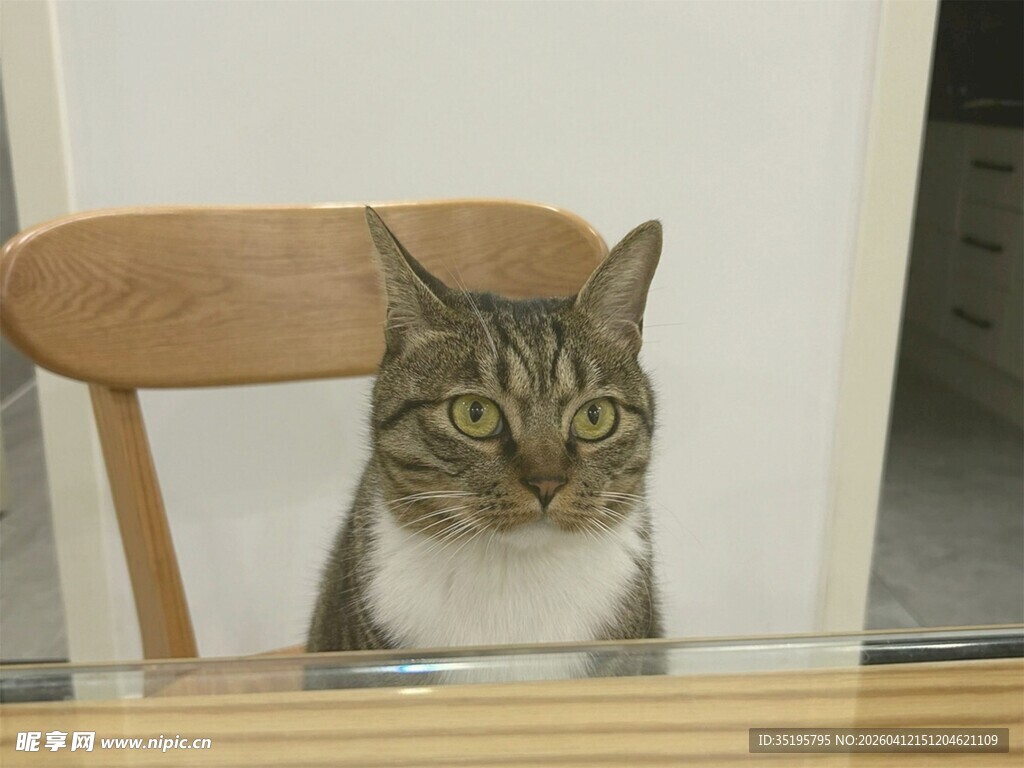 木椅上的可爱猫咪