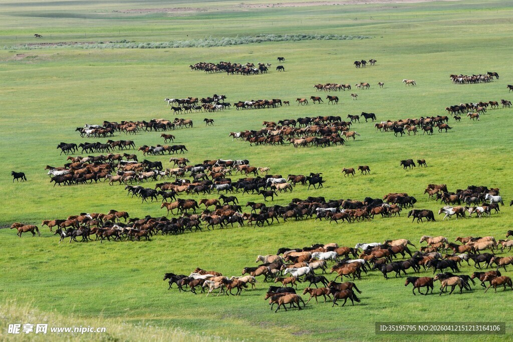 草原上的庞大畜群
