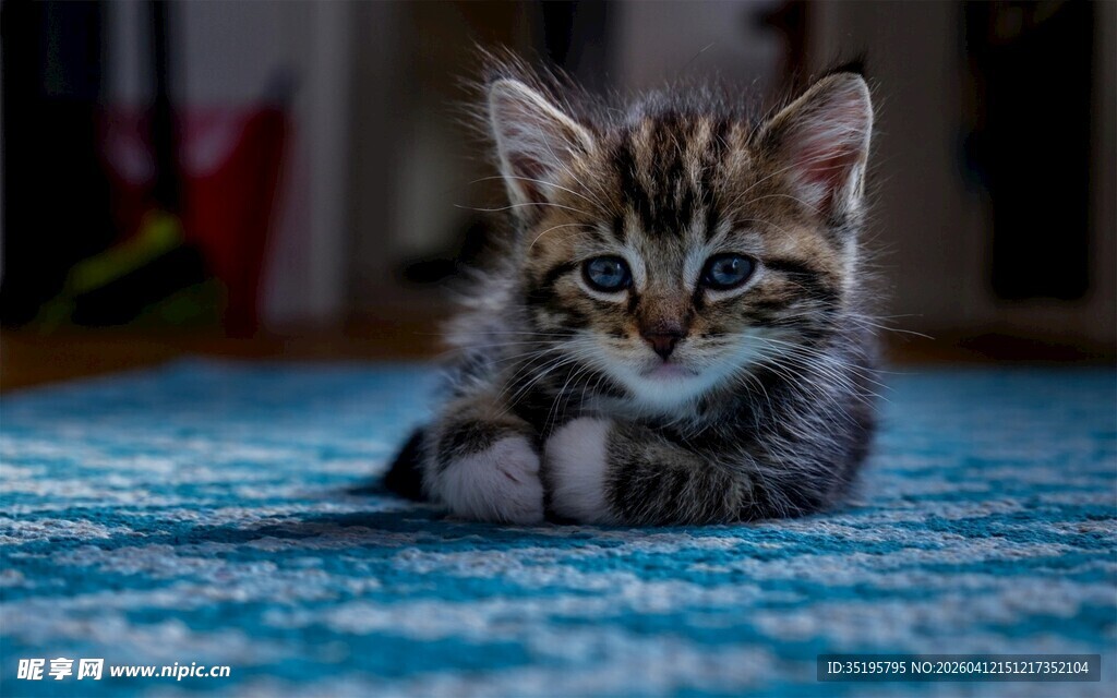 可爱小猫咪趴蓝色毯子上