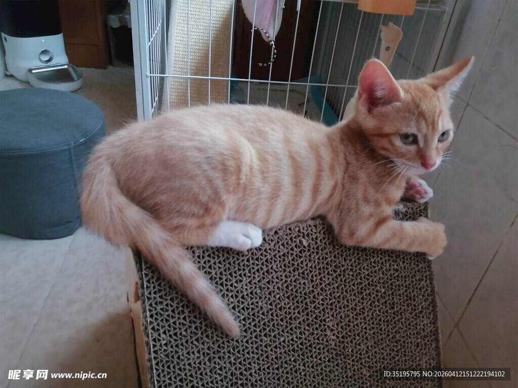 橘猫慵懒躺于猫抓板上