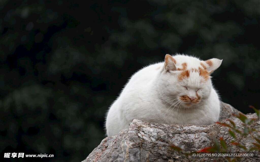 岩石上的可爱白猫