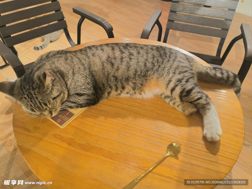 猫咪惬意躺于圆木桌