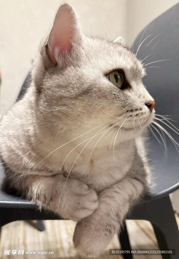 银渐层猫咪坐于椅上