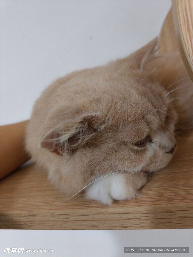 慵懒猫咪趴卧在木台上