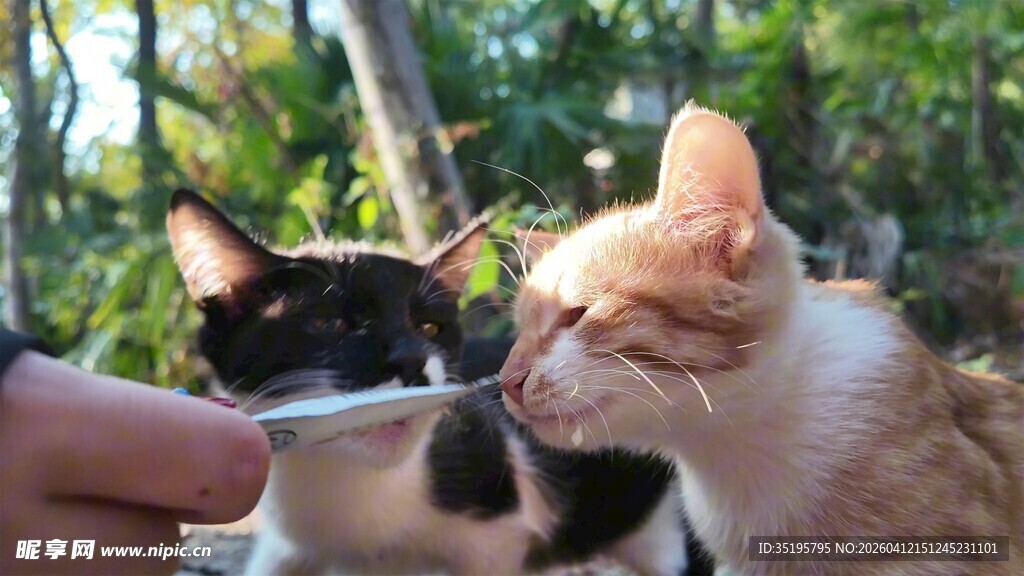 猫咪专注进食可爱瞬间