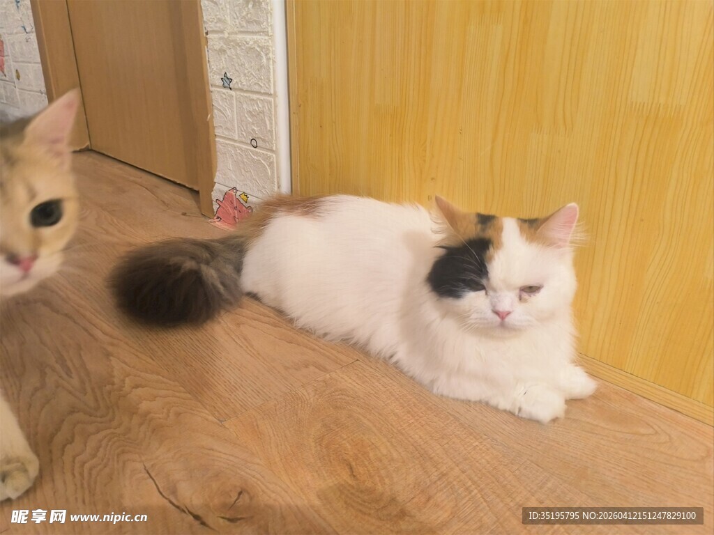 两只可爱猫咪趴木地板上