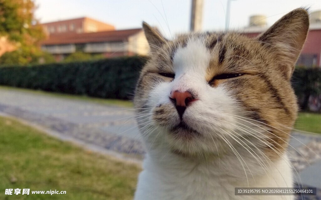 眯眼享受的可爱猫咪