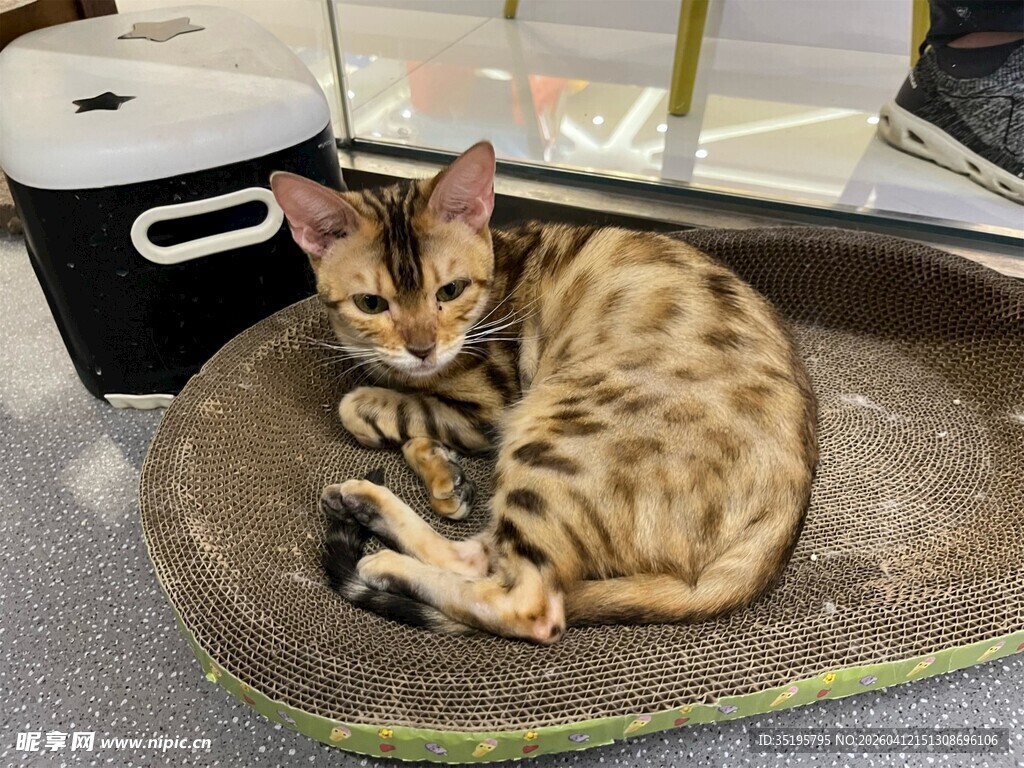 豹纹猫咪蜷卧在猫抓板上