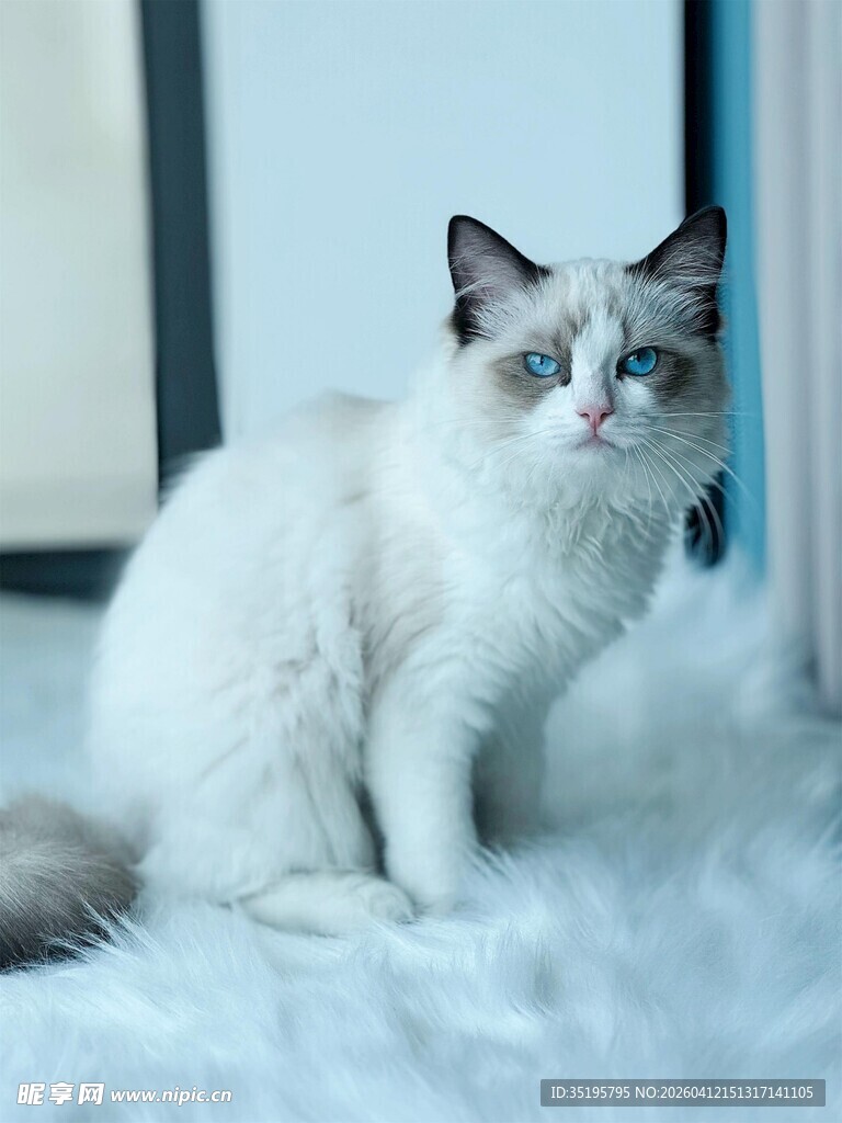 可爱布偶猫坐于毛绒垫上