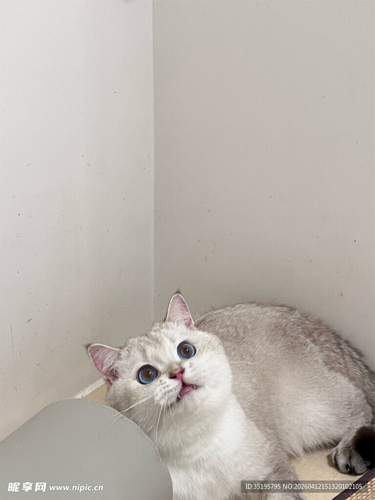 仰头卖萌的可爱小猫咪