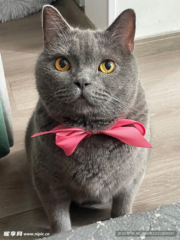 戴粉领结的可爱灰猫咪