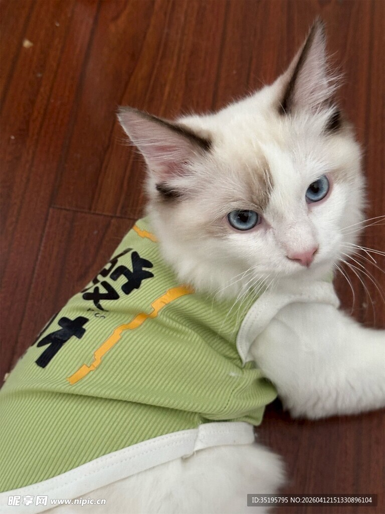 穿绿衣的可爱小猫咪