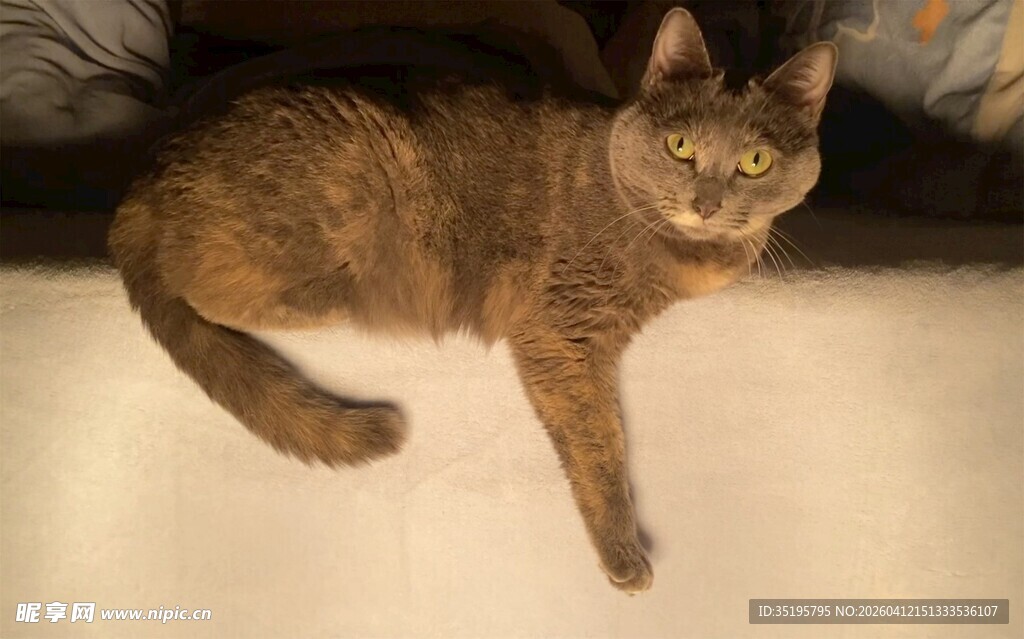 可爱斑纹猫趴坐