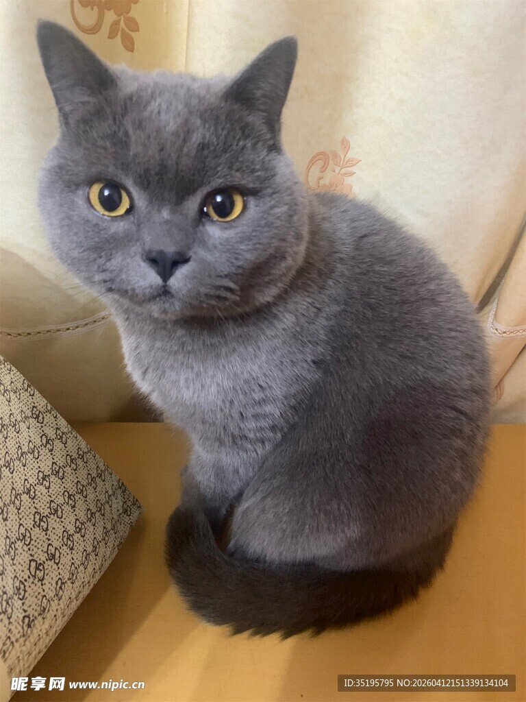 可爱灰蓝猫乖巧蹲坐