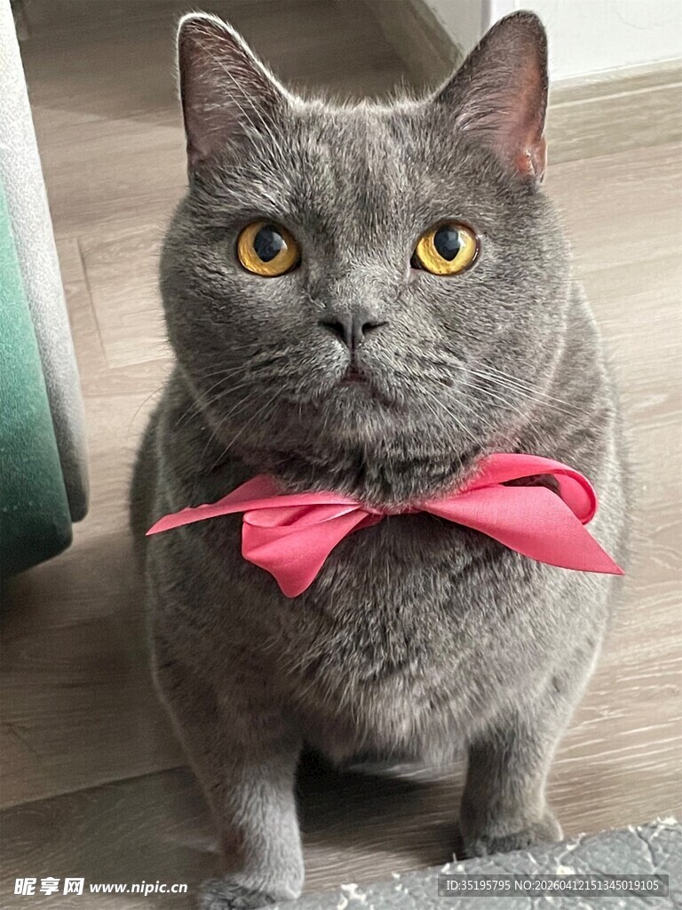 戴粉领结的可爱灰猫
