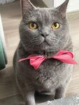 灰猫佩戴粉色领结