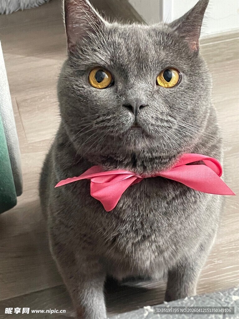 灰猫佩戴粉色领结