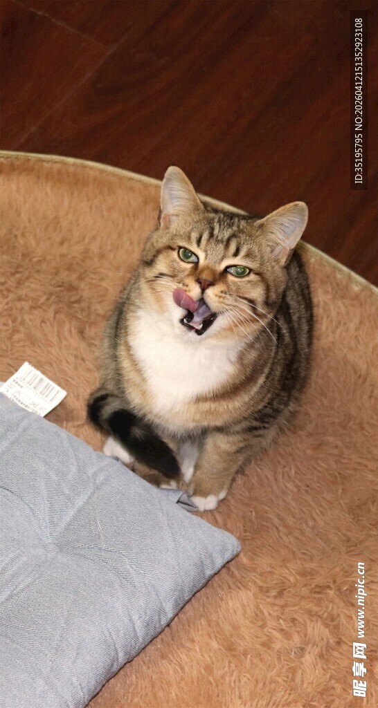 张嘴猫咪趴于舒适垫子上