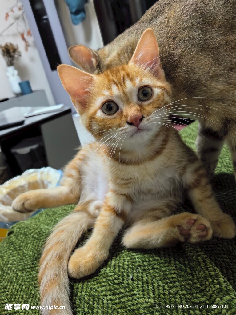 可爱橘猫惬意趴坐