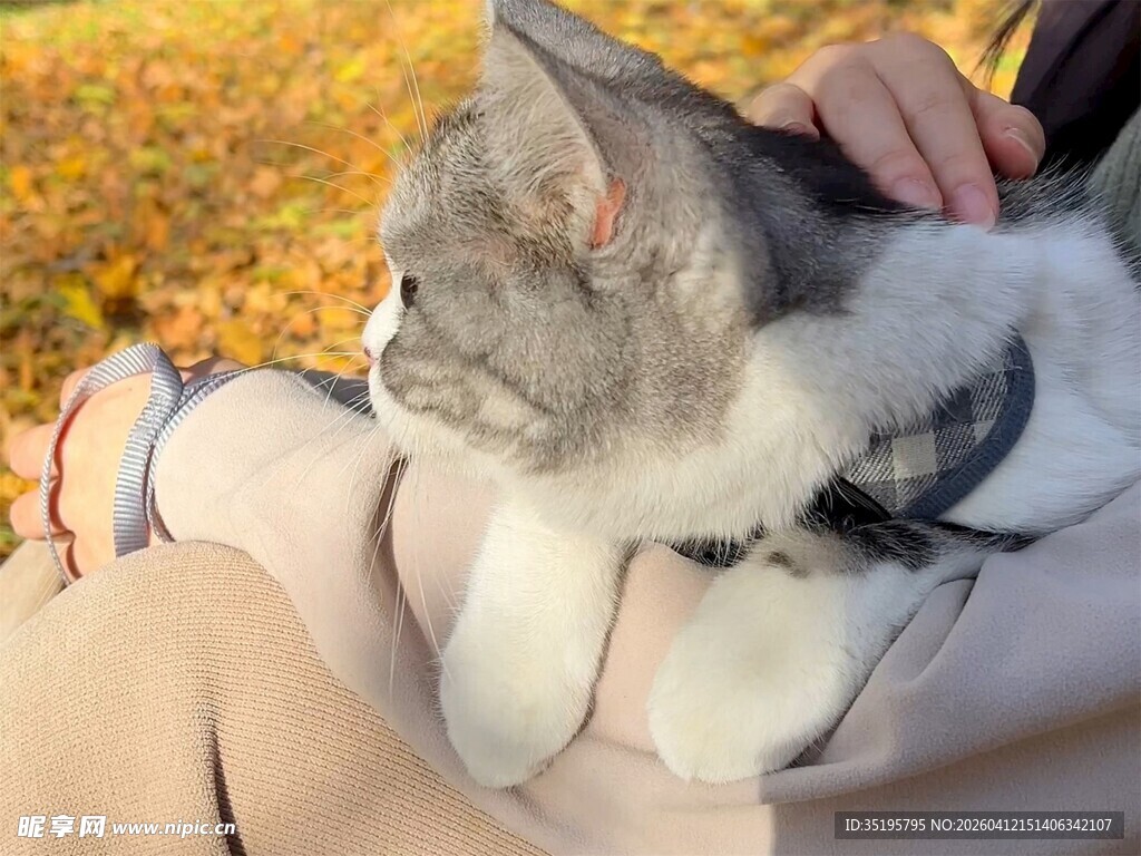 秋日膝上的可爱猫咪