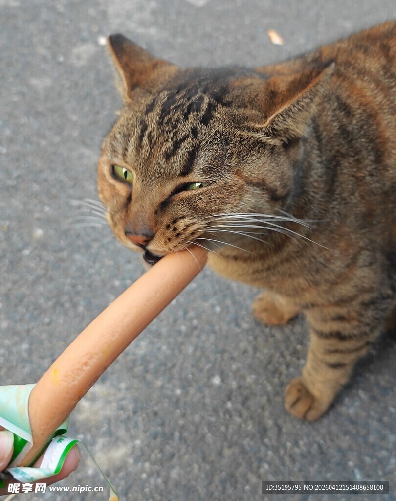 猫咪咬着人的脚趾玩耍