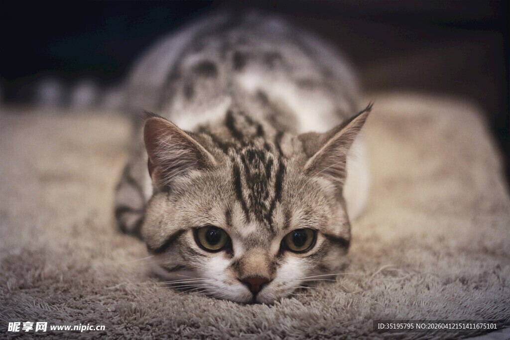 趴着的条纹猫咪