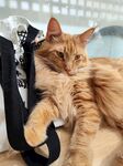 长毛橘猫慵懒躺靠背包旁
