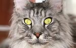 长毛灰猫的明亮黄眼特写