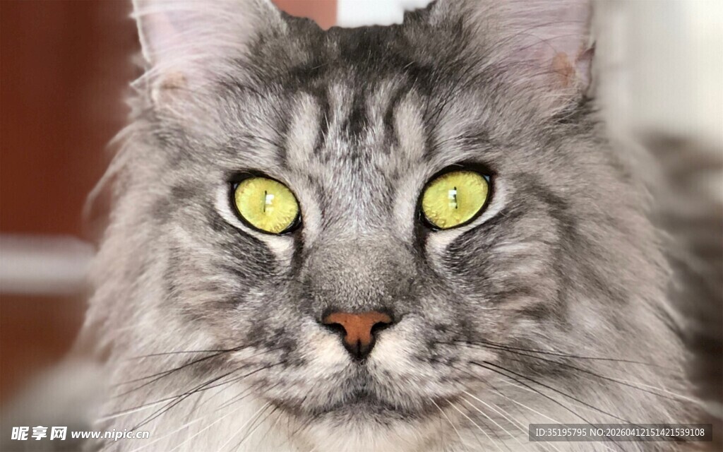 长毛灰猫的明亮黄眼特写