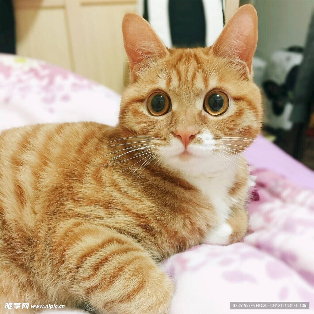 橘猫慵懒躺卧在粉色床铺