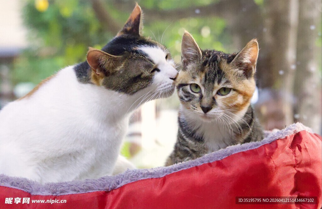 两只猫咪亲昵互动